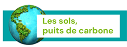 Puits de carbone