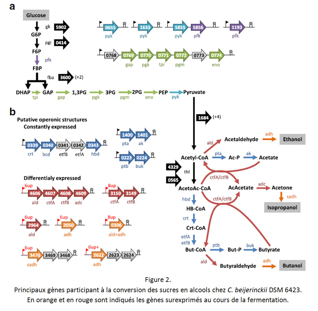 Figure-2-Principaux-genes-DSM6423