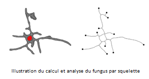Illustration-du-calcul-et-analyse-du-fungus-par-squelette.png