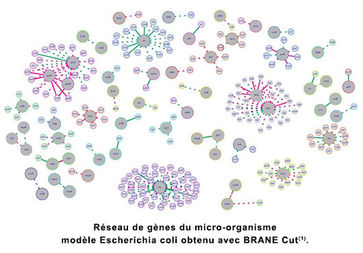 Réseau de gènes du micro-organisme modèle Escherichia coli obtenu avec BRANE Cut(1).