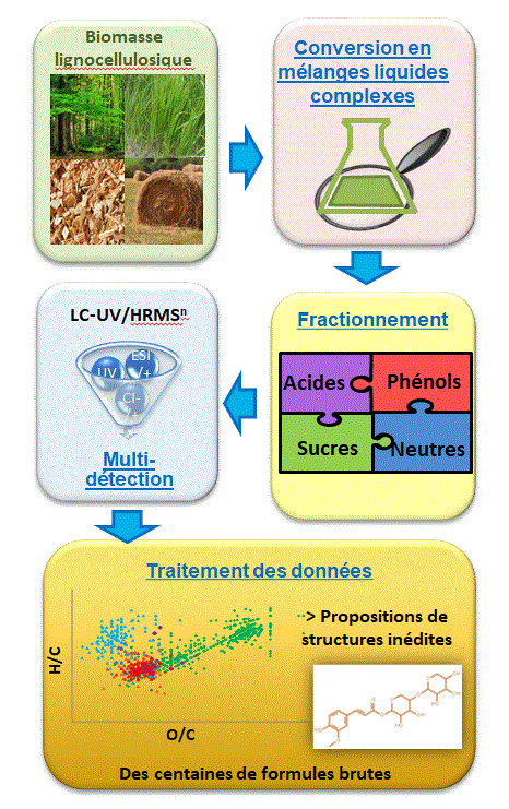 Figure Le Masle