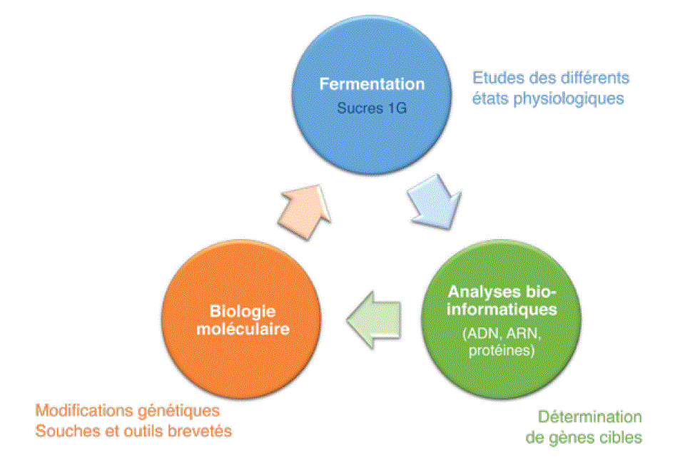 Les différentes voies de fermentation chez les microorganismes, A 