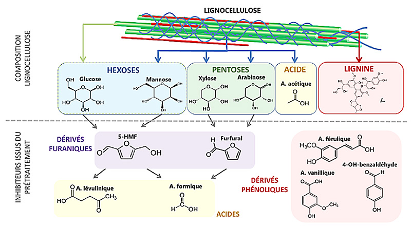 Figure : Composition de la lignocellulose et provenance des inhibiteurs de croissance issus du prétraitement