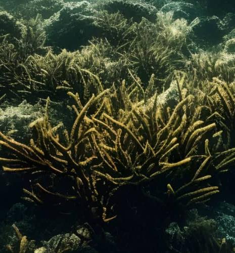 Expédition 389 : étudier les coraux hawaïens pour mieux prédire le climat de demain