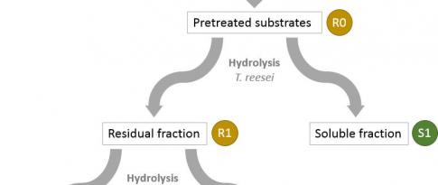 Le projet F’Unlock pour déverrouiller l'hydrolyse de la biomasse végétale à l’aide d’enzymes