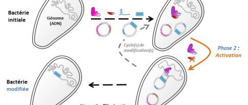 Hydrolyse de la biomasse lignocellulosique : étude des interactions enzyme-substrat (HDR 2015)