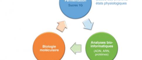 Optimisation d’un micro-organisme d’intérêt pour la bioproduction d’isopropanol et de n-butanol