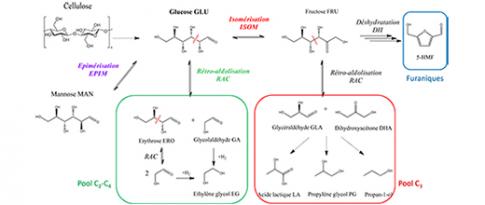 Expériences et modélisation combinées pour étudier la transformation catalytique des sucres issus de biomasse