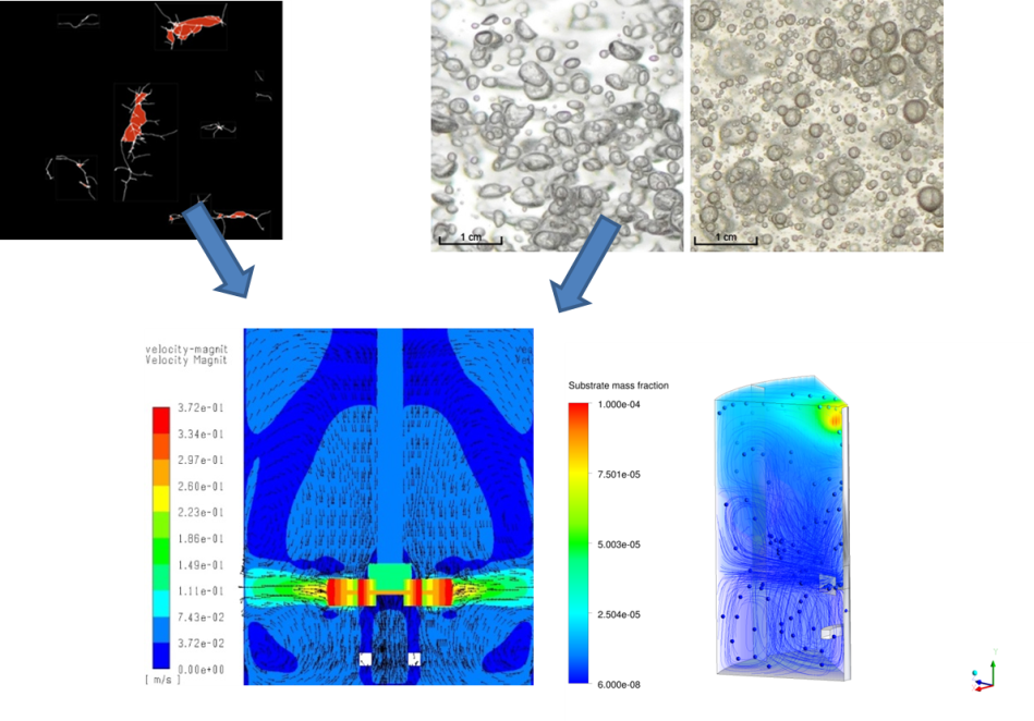 Modélisation CFD d’un fermenteur : implémentation d’un modèle de transfert et rhéologique.